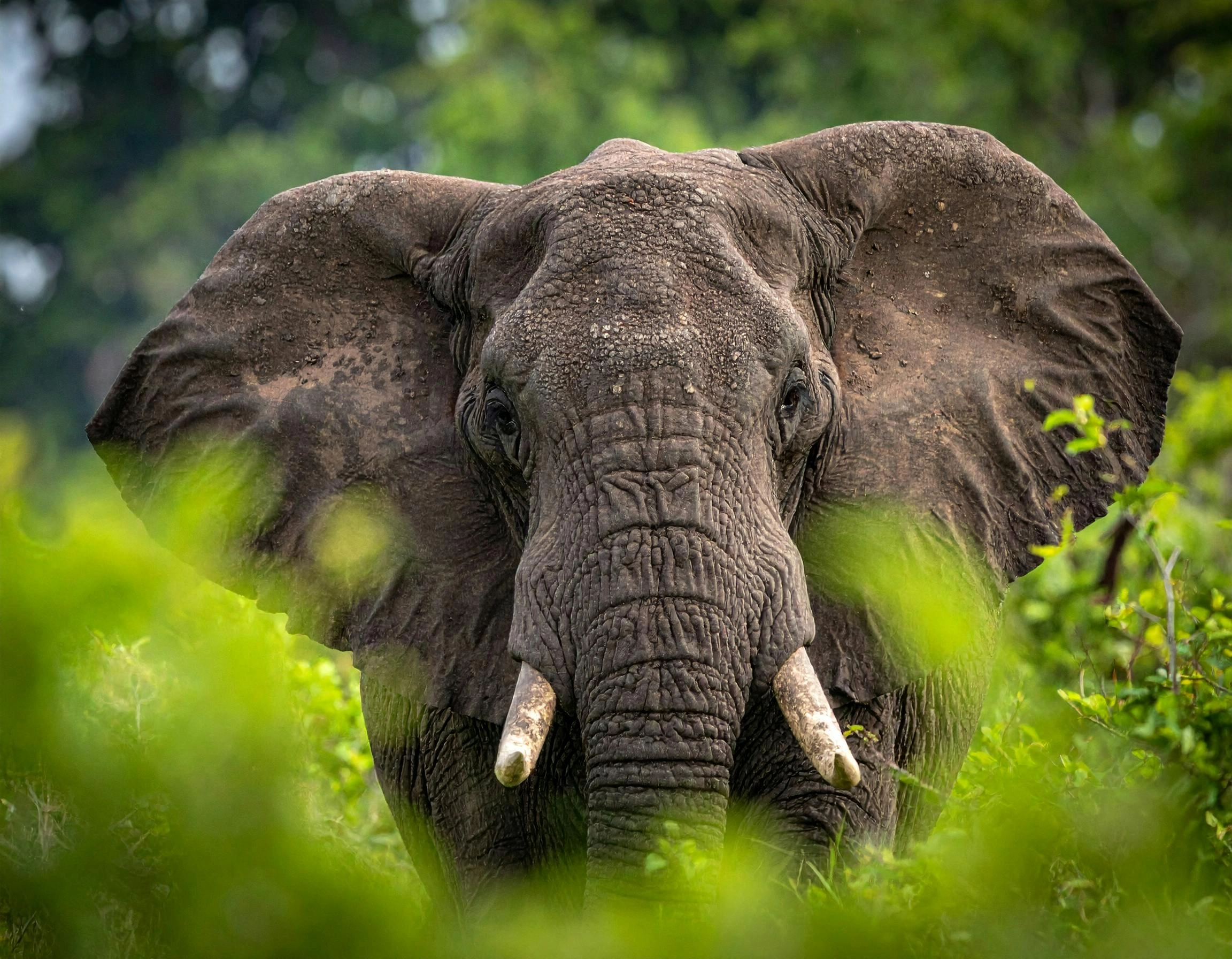 Elephant