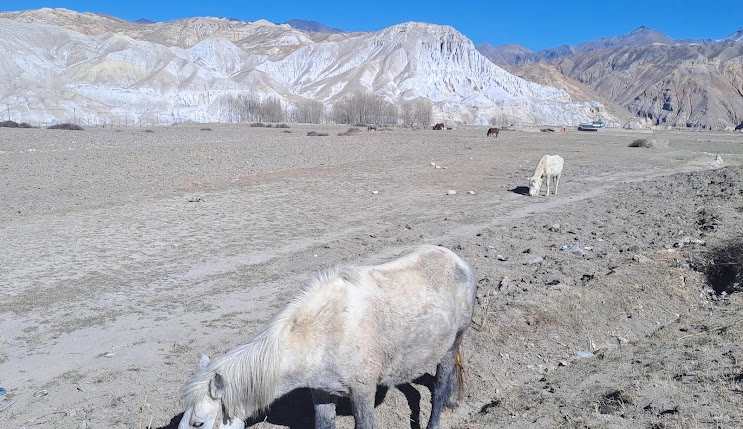 Mustang Tour